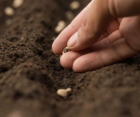 Graines tombant de la plante dans le sol
