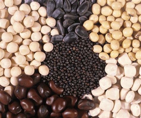 Types de semences : orthodoxes et récalcitrantes
