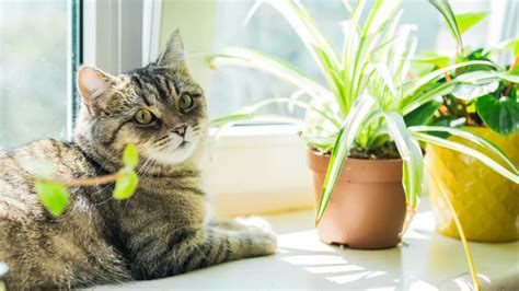 Sélection de plantes d'intérieur sûres pour les animaux domestiques