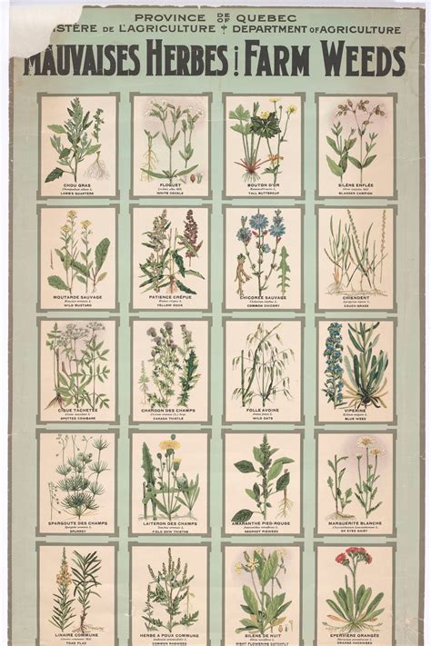 Schéma des différents types de mauvaises herbes et de mousse entre les pavés