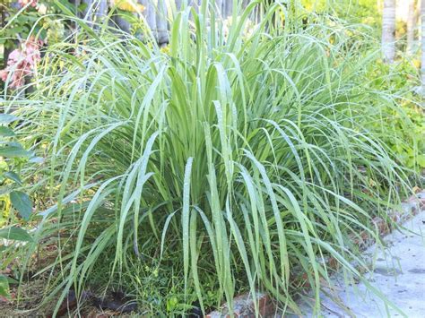Plantes de citronnelle en pot