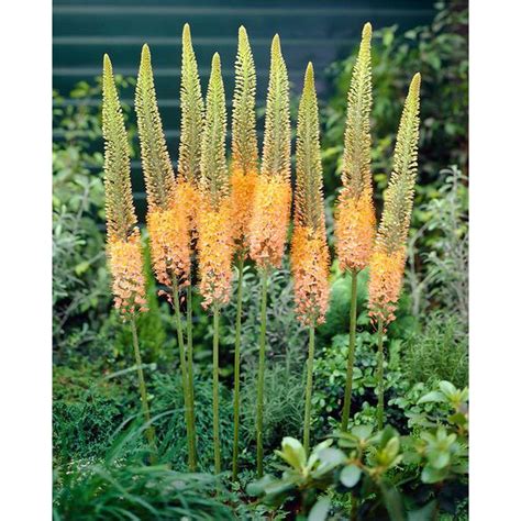 Eremurus robustus en pleine floraison dans un jardin