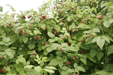 Plant de framboisier sain et plant de framboisier affecté par l'anthracnose
