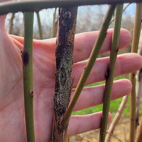 Chancres d'anthracnose sur tige de framboisier