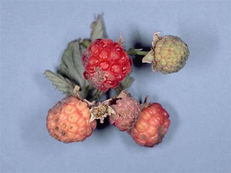 Symptômes de l'anthracnose sur les fruits de framboisier