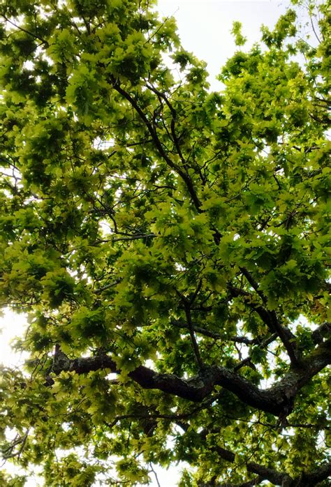 feuilles vertes luxuriantes sur un arbre