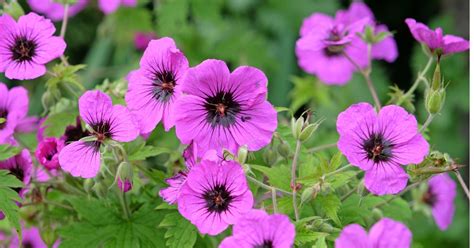 plantes sensibles qui se referment