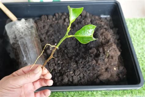 Illustration montrant les étapes de préparation d'une bouture de citronnier, de la coupe en biseau à la mise en pot sous cloche