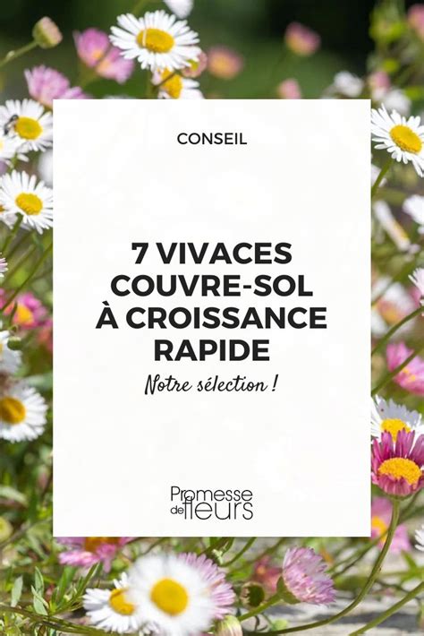 Schéma illustrant la croissance horizontale des vivaces couvre-sol