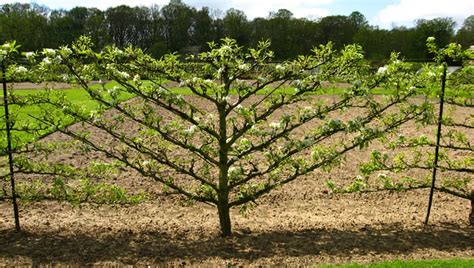 Arbre fruitier palissé en verger