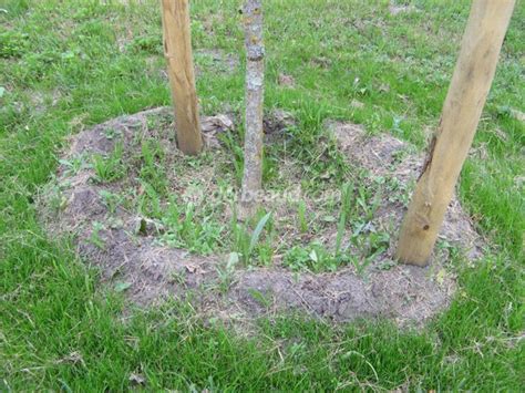 Cuvette d'arrosage autour d'un jeune arbre fruitier