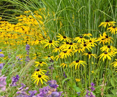fleurs de rudbeckia en fin de floraison prêtes pour la récolte