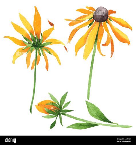 illustration botanique ancienne du Rudbeckia hirta