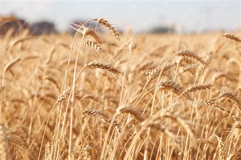 Champ de blé doré sous un soleil couchant