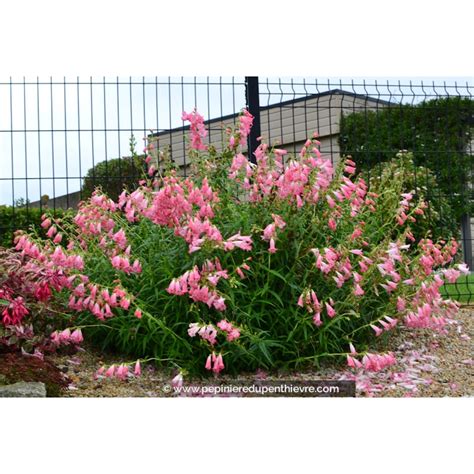 jardin fleuri avec des Penstemon 'Souvenir d'Adrien Régnier' en massif