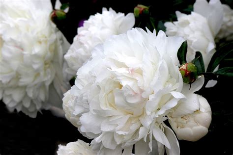 fleurs blanches du Mahot rouge
