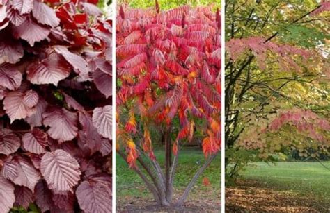 détail des feuilles et fleurs du Bois jaune