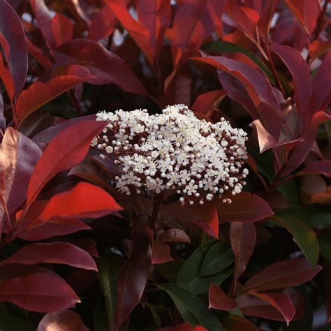 Photinia fraseri Red Robin en pleine floraison printanière dans un jardin paysager