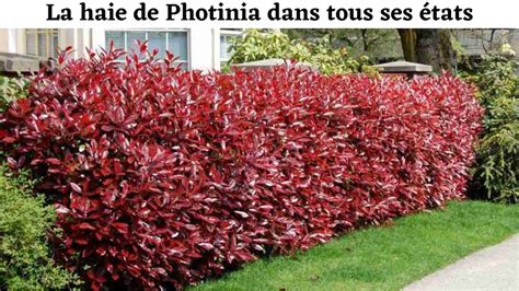 Schéma illustrant l'espacement idéal entre les plants de Photinia pour une haie saine