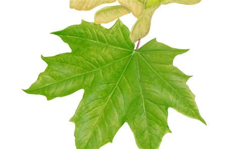 Schéma anatomique des feuilles d'érable montrant les signes de brûlure solaire versus stress hydrique