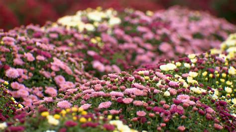 Champs de chrysanthèmes en pleine floraison dans une exploitation horticole
