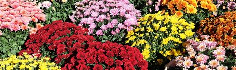 Gros plan sur les différentes variétés de chrysanthèmes aux couleurs variées