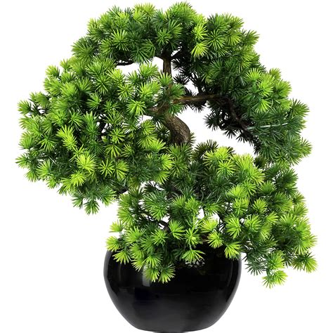 Un bonsaï mature dans un pot en céramique traditionnelle