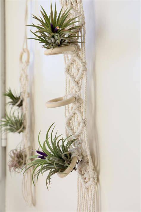 Tillandsia suspendu dans un intérieur minimaliste