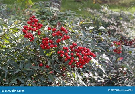 Arbuste d'houx en fleurs avec des baies rouges