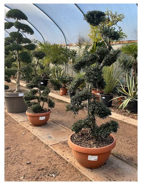 Bonsaï d'houx japonais exposé au soleil du matin