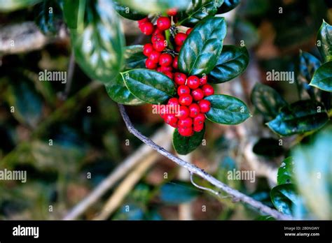 Bonsaï d'houx avec des baies rouges vives