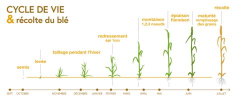Schéma illustrant le cycle du blé : du semis à la récolte avec les périodes critiques de tallage et de montaison