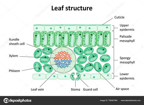Infographie montrant la coupe transversale d'une feuille de succulente stockant l'eau