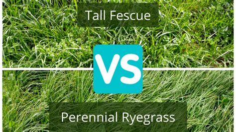 Comparaison visuelle entre ray-grass traditionnel et fétuques à croissance lente