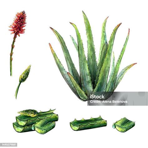 Illustration détaillée d'une rosette d'Aloe vera avec ses feuilles charnues et sa hampe florale