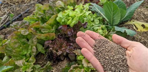 Exemple d'engrais verts dans un potager argileux