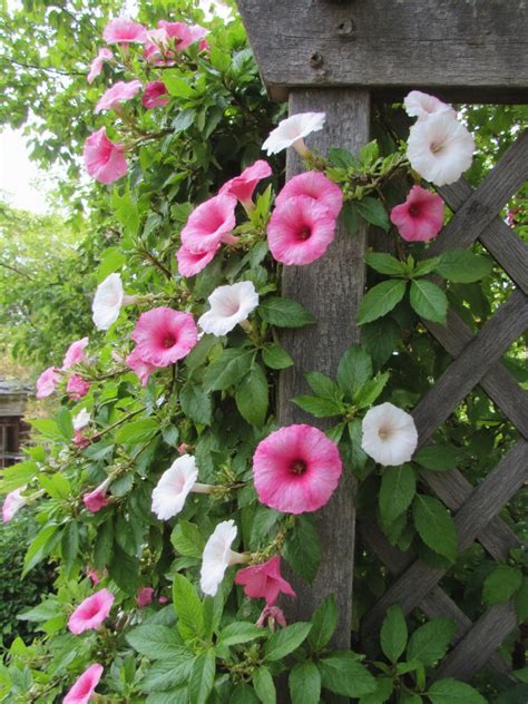 Mandevilla avec ses fleurs en trompette