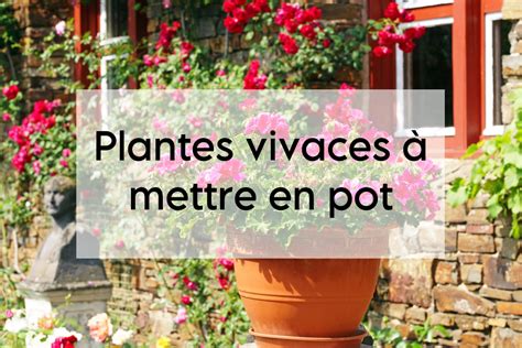 Dipladenia associé à d'autres plantes en pot