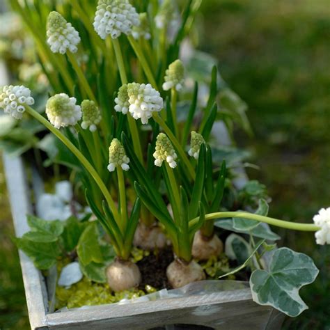 Plantation de Muscari botryoides en masse sous des arbres