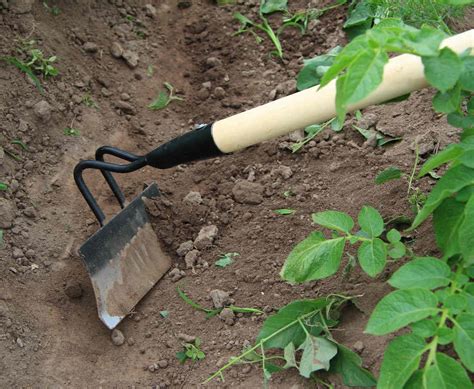 Photo d'une personne désherbant manuellement son jardin avec une binette