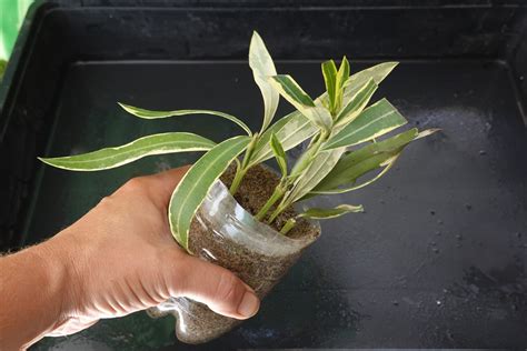 Plantes vertes coupées pour bouturage