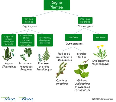Tableau comparatif des types de plantes et de leur facilité de bouturage