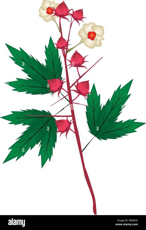 Illustration de l'Hibiscus sabdariffa en pot