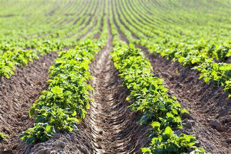 Personnes glanant des pommes de terre dans un champ