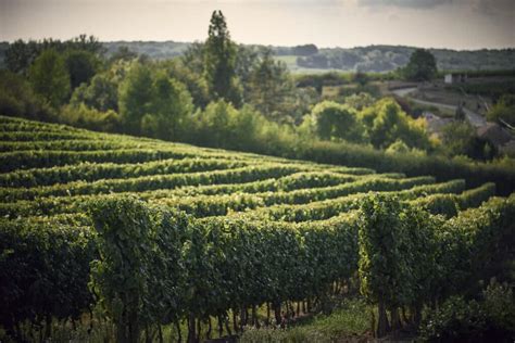 Vignoble avec vignes en rangées