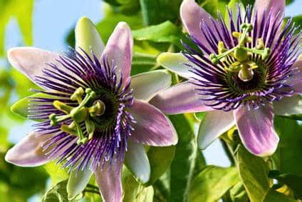 Passiflore en pleine floraison s'enroulant autour d'un support métallique.
