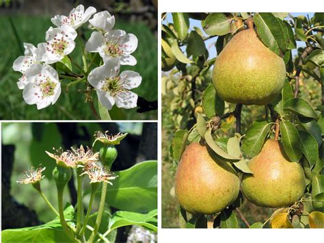 Dessin botanique d'un poirier commun avec fleurs et fruits