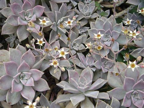 Graptopetalum paraguayense en rosette