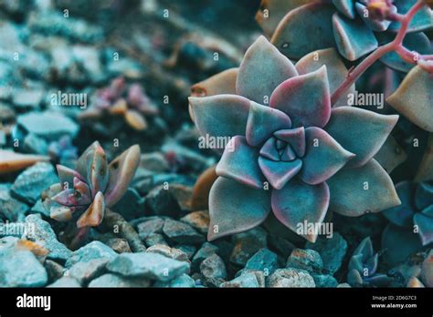 Fleur de Graptopetalum paraguayense en gros plan