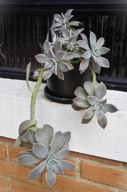 Graptopetalum paraguayense en pot suspendu